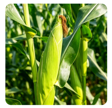 A Yiman Agriculture kiterjeszti a prémium mezőgazdasági áruk globális ellátási láncát