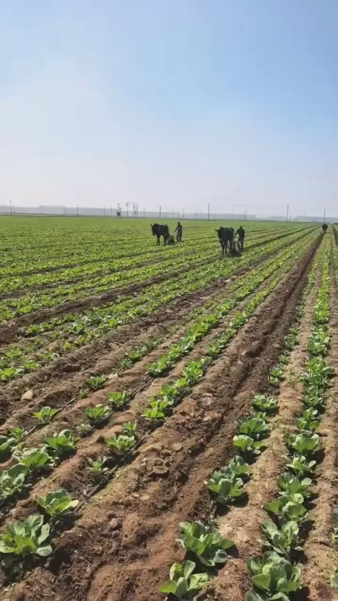 Mivel a globális friss termékek tárolása és szállítása során gyakori kihívások merülnek fel, hogyan tudjuk fenntartani a Yiman Agricultural kerek káposzta friss minőségét?