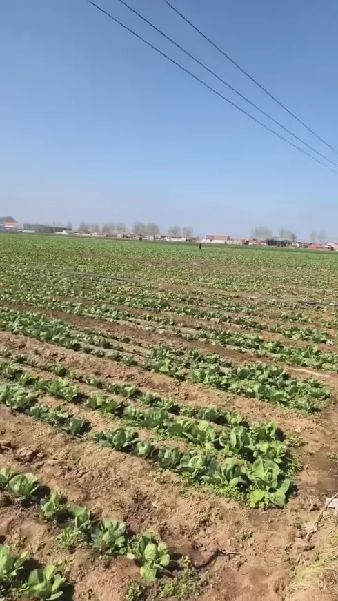 Mely fő erősségei teszik a Yiman Agriculture-t ideális beszállítójává a savanyú káposzta tömeges importprojektjeihez?