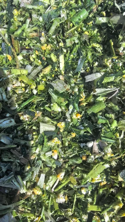 Mivel a globális frisstermékek tárolása és szállítása során gyakori kihívások merülnek fel, hogyan tudjuk fenntartani a Yiman Agricultural-tól származó kerek káposzta friss minőségét?