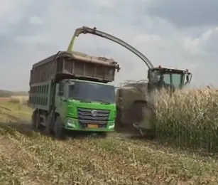 Hogyan lehet optimalizálni a kukoricaszilázs ötleteket az állattenyésztési takarmány minőségének és a gazdaság profitjának javítása érdekében?