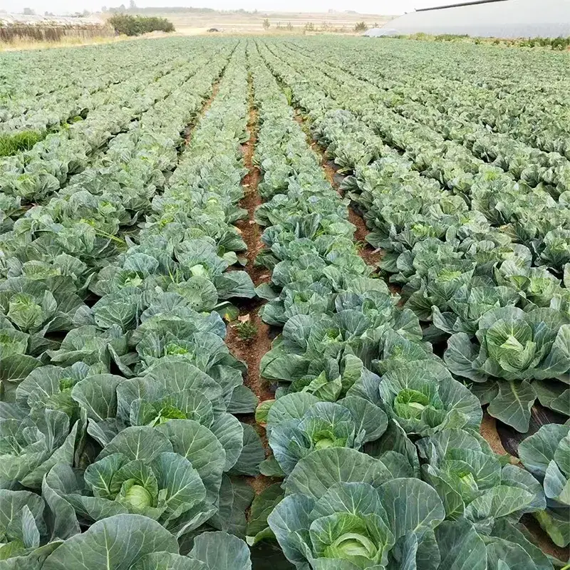 Farm Friss Kerek Káposzta