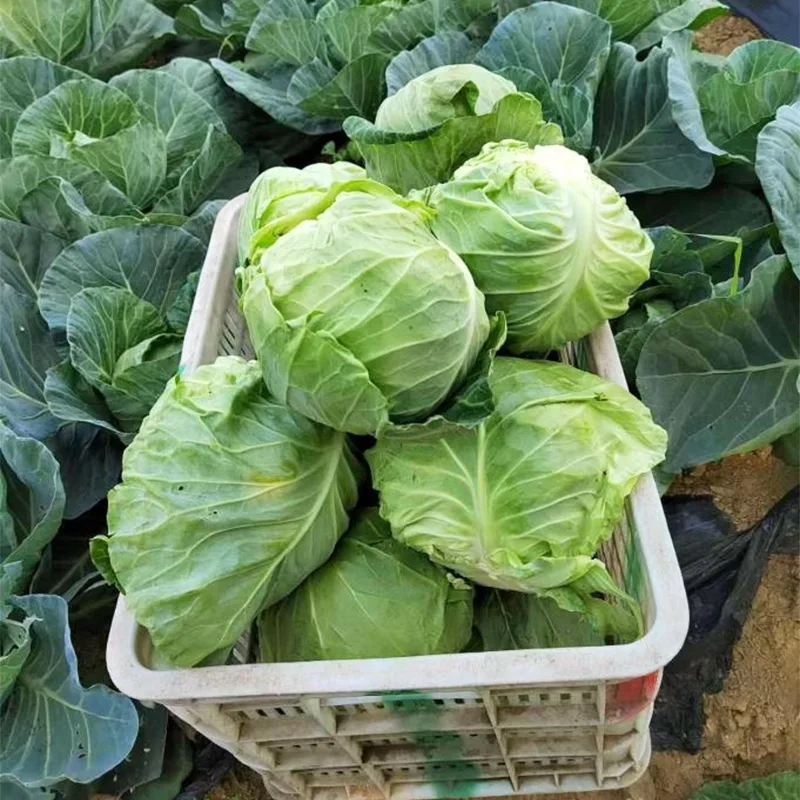 Közepes méretű friss kerek káposzta